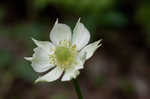 Tall thimbleweed